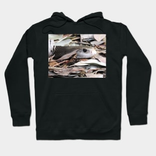 Coastal Taipan Hoodie